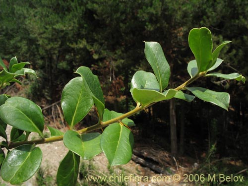 Image of Dasyphyllum diacanthoides (Trevo / Palo santo / Palo blanco / Tayu). Click to enlarge parts of image.